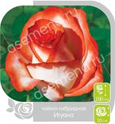 Роза Игуана чайно-гибридная (Семена Алтая)